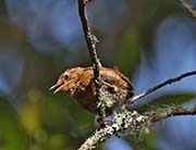 Picture/image of Pacific Wren