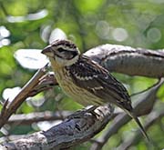 Picture/image of Black-headed Grosbeak
