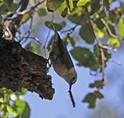 Picture/image of White-breasted Nuthatch