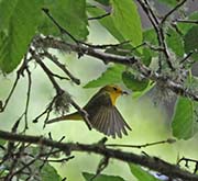 Picture/image of Wilson's Warbler