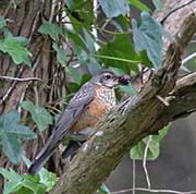 Picture/image of American Robin