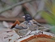 Picture/image of Dark-eyed Junco