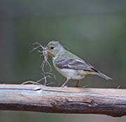 Picture/image of Lesser Goldfinch