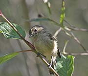 Picture/image of Hutton's Vireo