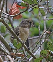 Picture/image of Hutton's Vireo