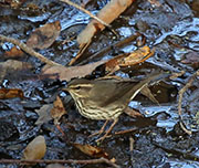 Picture/image of Northern Waterthrush