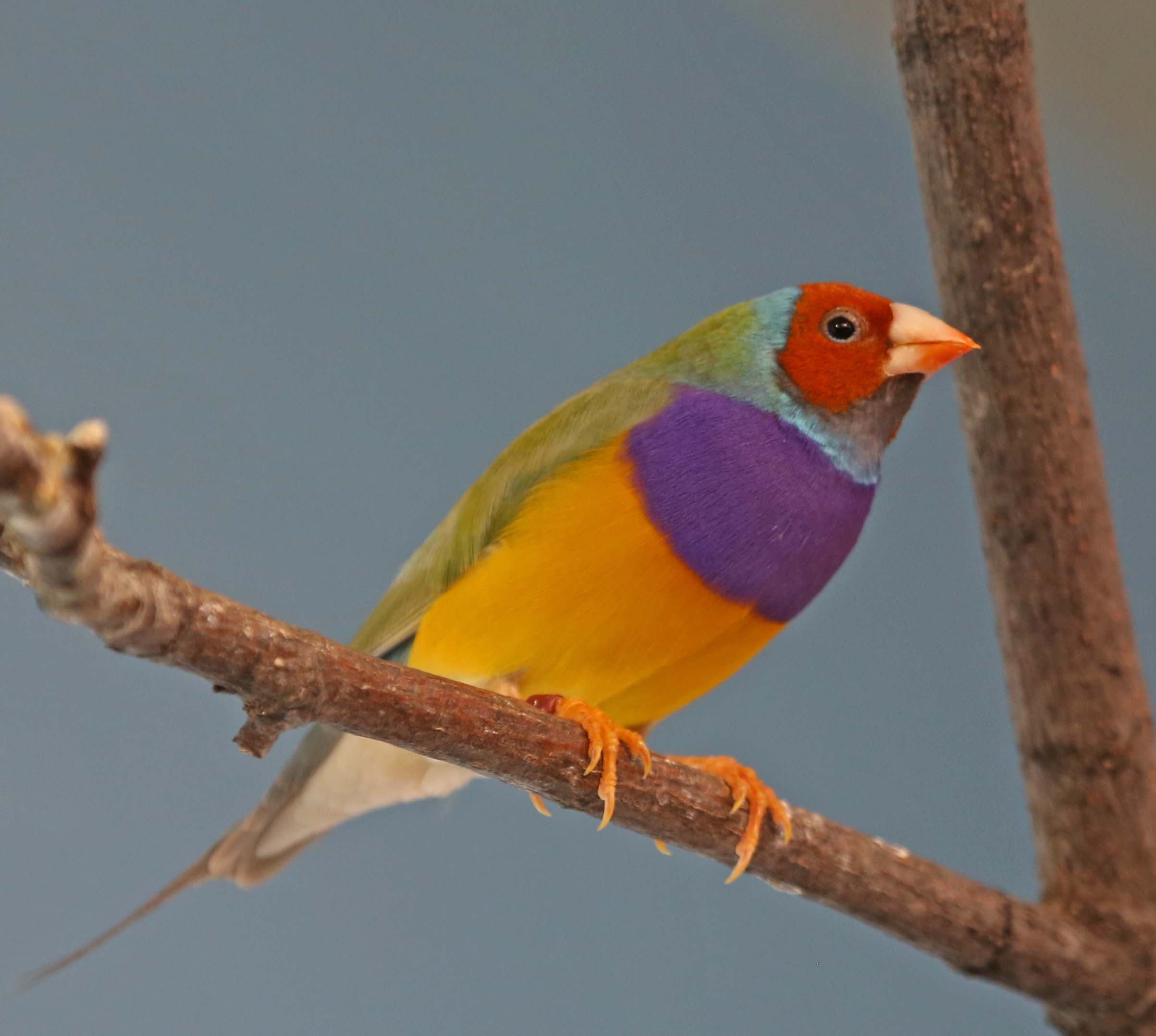Gouldian The White Finch Aviary, 57% OFF