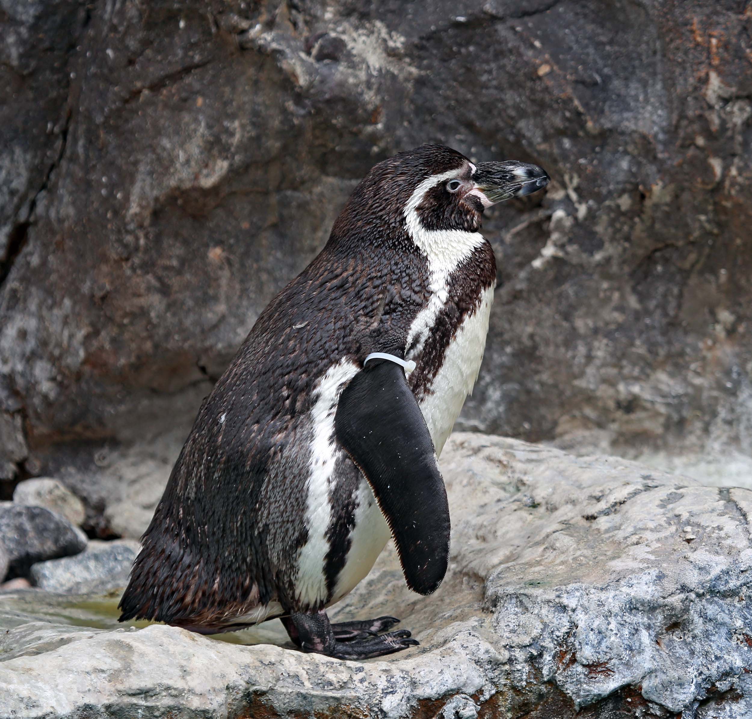 Pictures and information on Humboldt Penguin