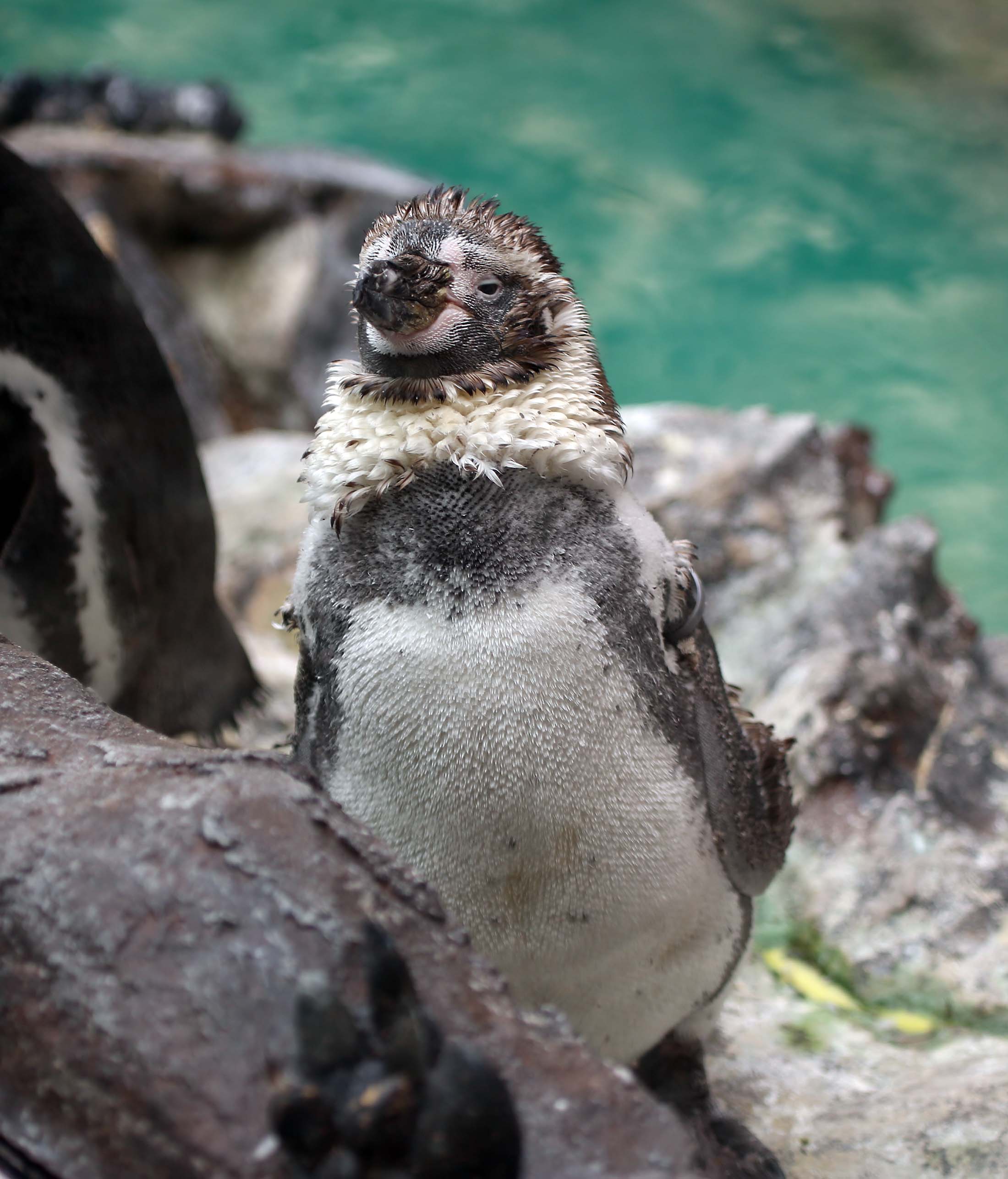 Pictures and information on Humboldt Penguin