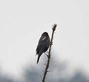 Picture/image of Tricolored Blackbird
