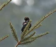 Picture/image of Tricolored Blackbird