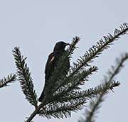 Picture/image of Tricolored Blackbird