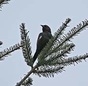 Picture/image of Tricolored Blackbird