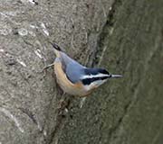 Picture/image of Red-breasted Nuthatch