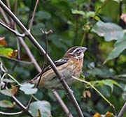 Picture/image of Black-headed Grosbeak