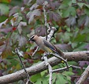Picture/image of Cedar Waxwing