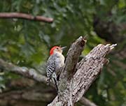 Picture/image of Red-bellied Woodpecker