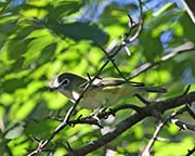 Picture/image of Blue-headed Vireo