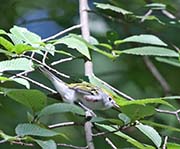 Picture/image of Chestnut-sided Warbler