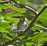 Picture/image of Chestnut-sided Warbler