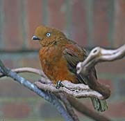 Picture/image of Andean Cock-of-the-rock