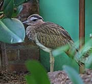 Picture/image of Double-striped Thick-knee