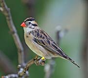 Picture/image of Pin-tailed Whydah