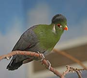 White-cheeked Turaco