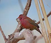 Picture/image of Red-billed Firefinch