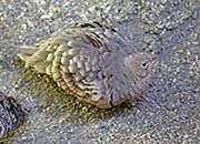 Picture/image of Chestnut-bellied Sandgrouse