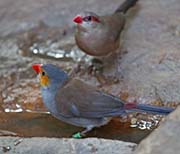 Picture/image of Orange-cheeked Waxbill