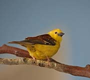 Picture/image of Sudan Golden Sparrow