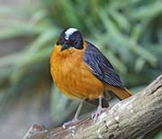 Picture/image of White-crowned Robin-Chat