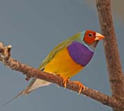 Picture/image of Gouldian Finch
