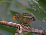 Picture/image of Red-throated Parrotfinch