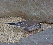 Picture/image of Plum-headed Finch