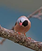 Picture/image of Long-tailed Finch