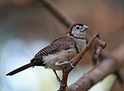 Picture/image of Double-barred Finch