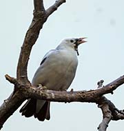 Picture/image of Wattled Starling
