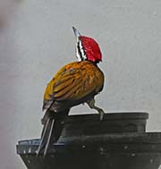 Picture/image of Common Flameback