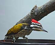 Picture/image of Common Flameback