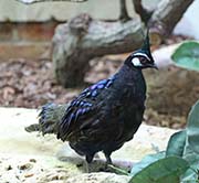 Picture/image of Palawan Peacock-Pheasant