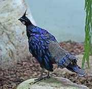 Palawan Peacock-Pheasant