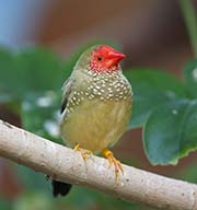 Picture/image of Star Finch