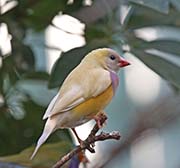 Picture/image of Gouldian Finch