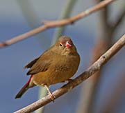 Picture/image of Red-billed Firefinch