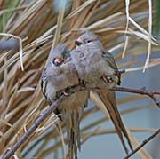 Picture/image of Speckled Mousebird