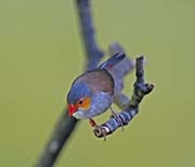 Picture/image of Orange-cheeked Waxbill