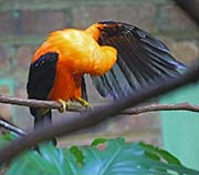 Picture/image of Andean Cock-of-the-rock