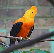 Picture/image of Andean Cock-of-the-rock